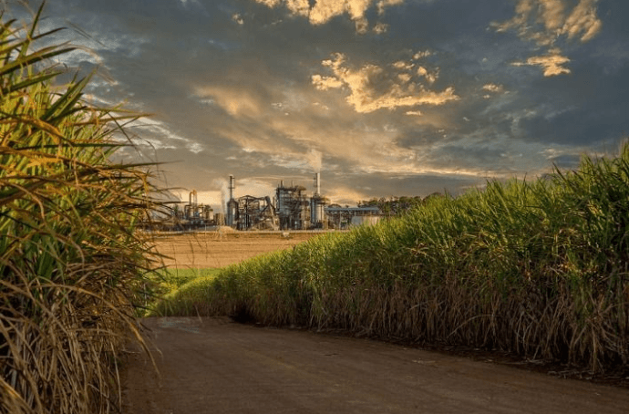 SUGAR CANE FIELD